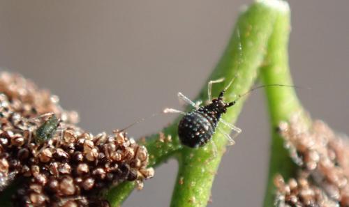 Idiopterus nephrelepidis